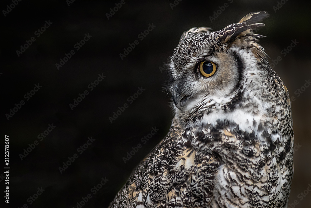 A close up profile portrait of a Canadian great horned owl looking over to a black background on the left - obrazy, fototapety, plakaty 