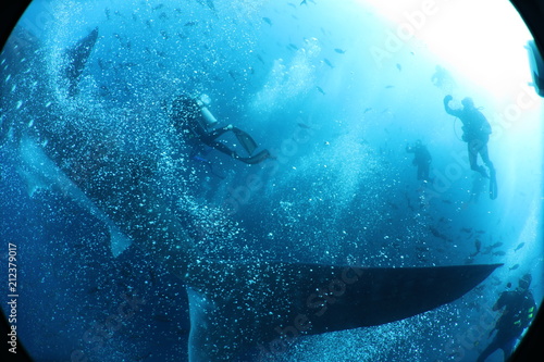 Unedited huge pregnant female whale shark from Darwin Island in the Galapagos Islands while SCUBA diving