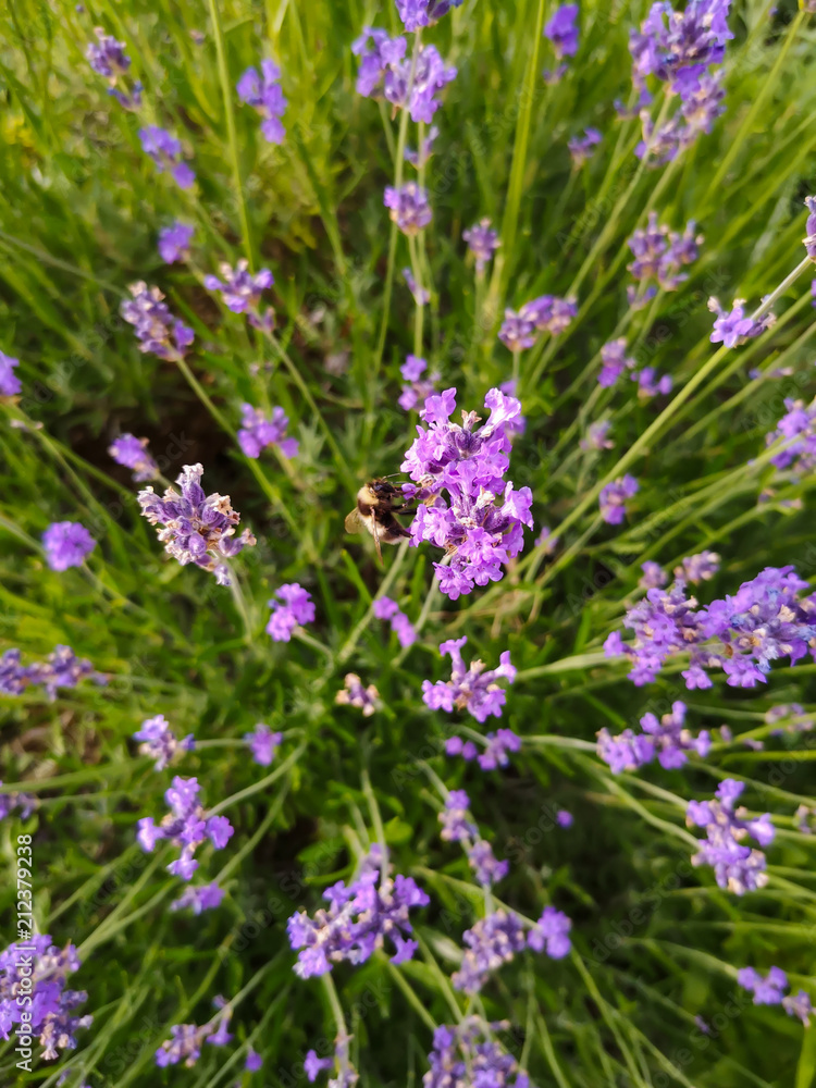 Lavendel mit Hummel Lavendel mit Hummel