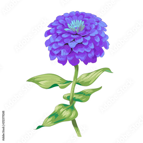 Billede på lærred Beautiful purple flower zinnia isolated on white background
