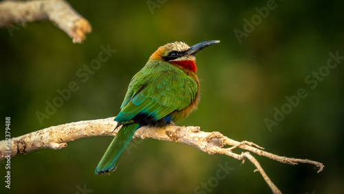 White fronted bee eater on a perch