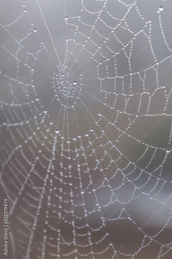 Obraz premium Dew drop covered spiderweb in fog