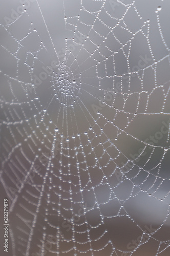 Dew drop covered spiderweb in fog