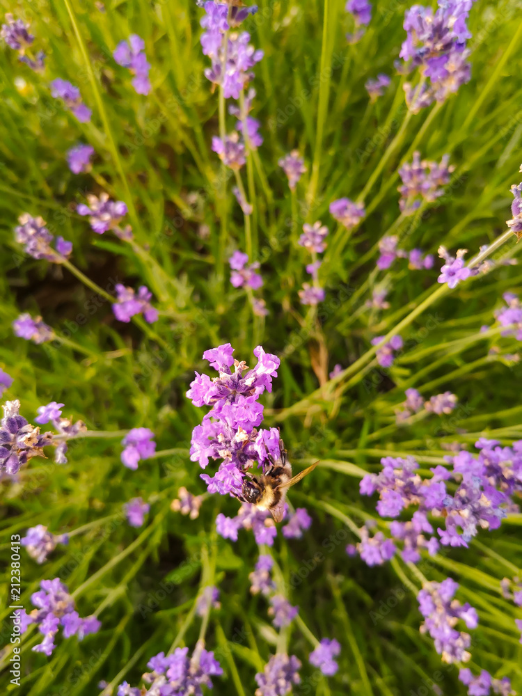 Lavendel mit Hummel Lavendel mit Hummel
