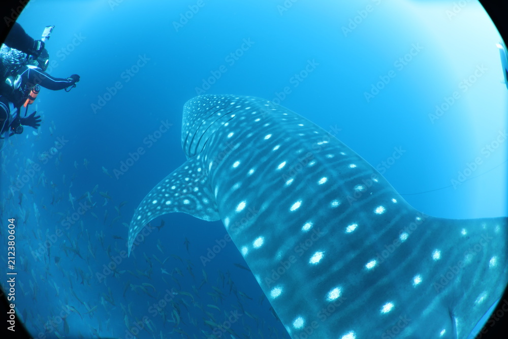 Naklejka premium Unedited huge pregnant female whale shark from Darwin Island in the Galapagos Islands while SCUBA diving