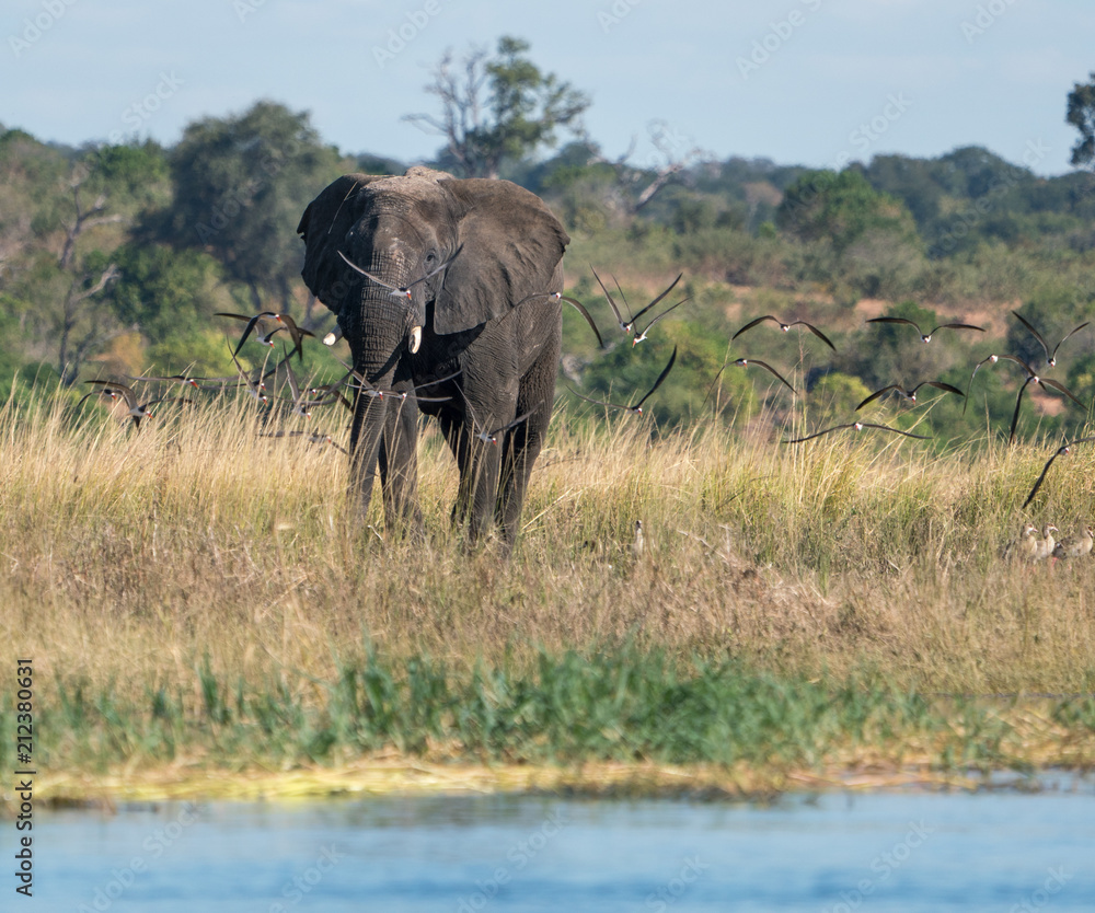 Obraz premium African elephant in Chobe Park. 
