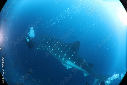 SCUBA diver with giant female whale shark in Darwin Island in the Galapagos Islands