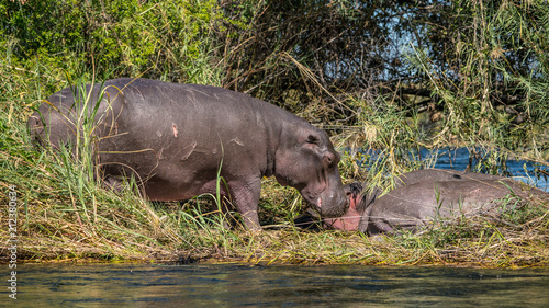 Male bull Hippopotamus on the river bank in Botswana. The bull has battle scars and open wounds from fighting . 