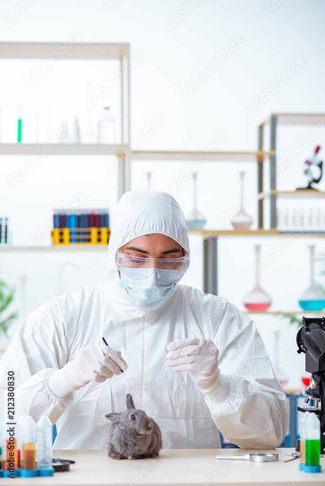 Scientist doing testing on animals rabbit Scientist doing testing on animals rabbit
