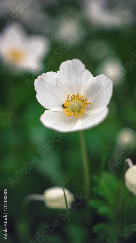 Anemone sylvestris  snowdrop anemone  is a perennial plant flowering in spring  