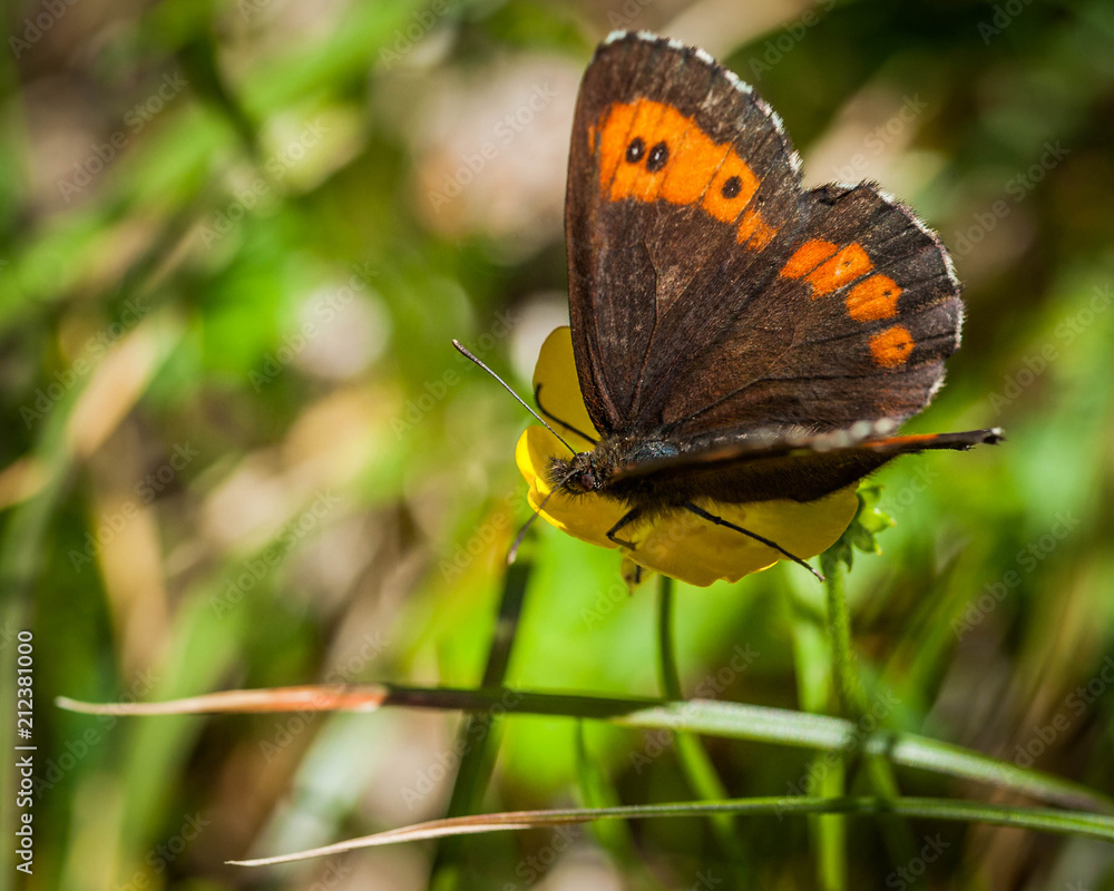 Obraz premium Butterfly