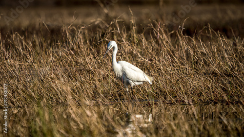 A great Egret along an African river in Botswana.