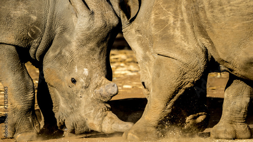 Rhino aggression over feeding in a rhino animal park in Africa.