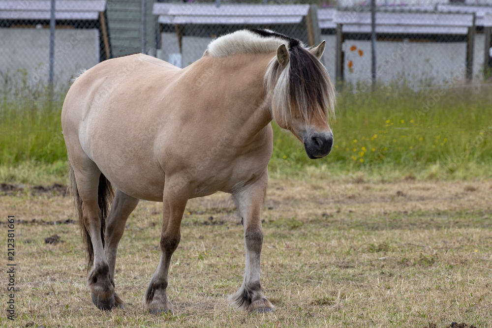 Obraz premium Horse at Visit farm in Trondheim Norway