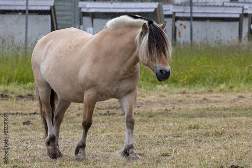 Horse at  Visit farm in Trondheim Norway