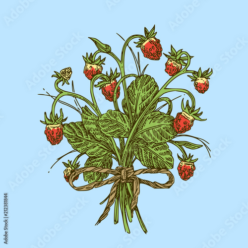 Bouquet of wild strawberry. Color. Engraving style. Vector illustration.