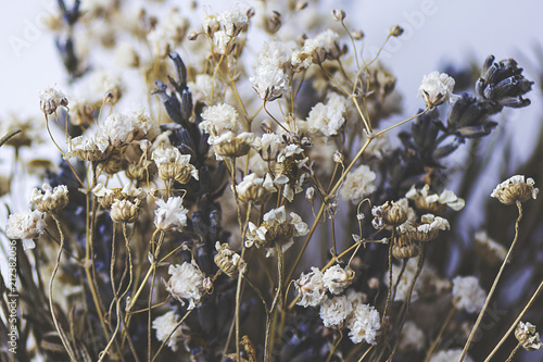 Close up of delicate dried flowers.