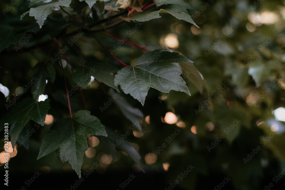 Tree Branches and Leaves Tree Branches and Leaves