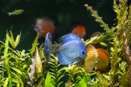 An aquarium with brightly colored fish discus symphysodon
