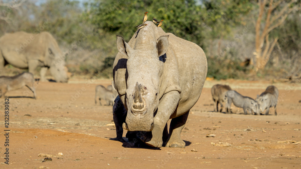 White Rhinoceros looking powerful. The horns are sought after by poachers and the rhino is endangered. White Rhinoceros looking powerful. The horns are sought after by poachers and the rhino is endangered.