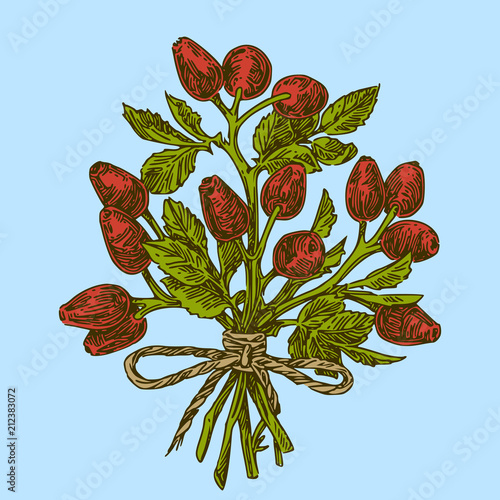 Bouquet of branches rose hips. Color. Engraving style. Vector illustration.