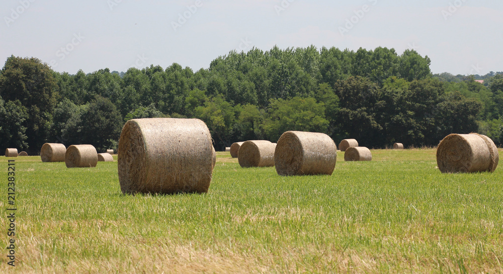 Campagne champs et bottes de paille paysage rural