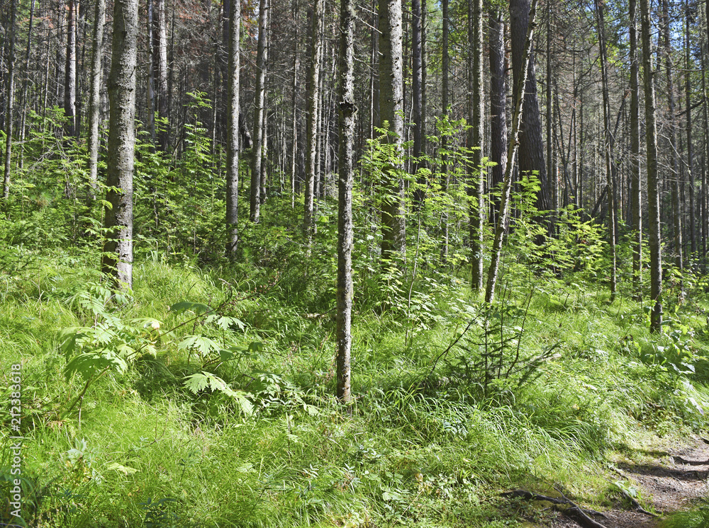 Beautiful vegetation and trees in the Sunny forest. Beautiful vegetation and trees in the Sunny forest.