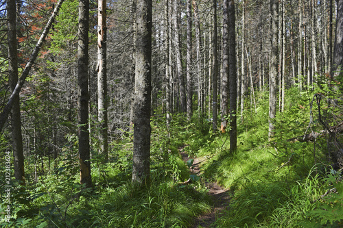 A narrow path in a beautiful, green forest.