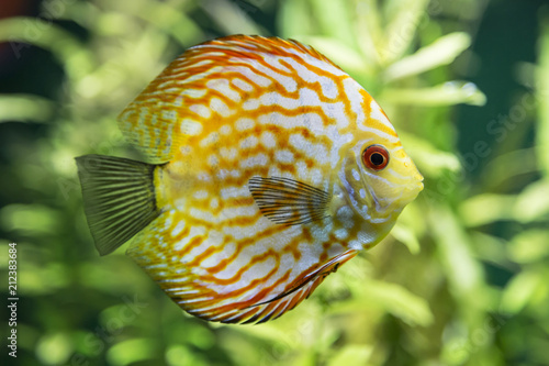 An aquarium with brightly colored fish discus symphysodon