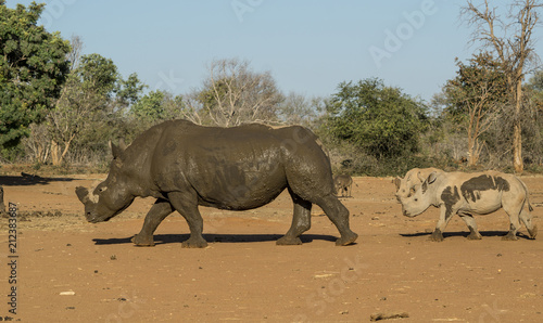 Rhino walk after mud bath. baby rhino follows adult after a mud bath on a rhino preserve in South Africa.