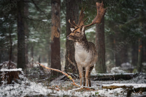 Fototapeta Naklejka Na Ścianę i Meble -  Great Deer With Big Horns And An Expressive Look, Stands In A Beautiful Pose In Winter Pine Forest. European Fallow Deer (Dama Dama) Close-Up. European Winter Wildlife Landscape With Gorgeous Stag