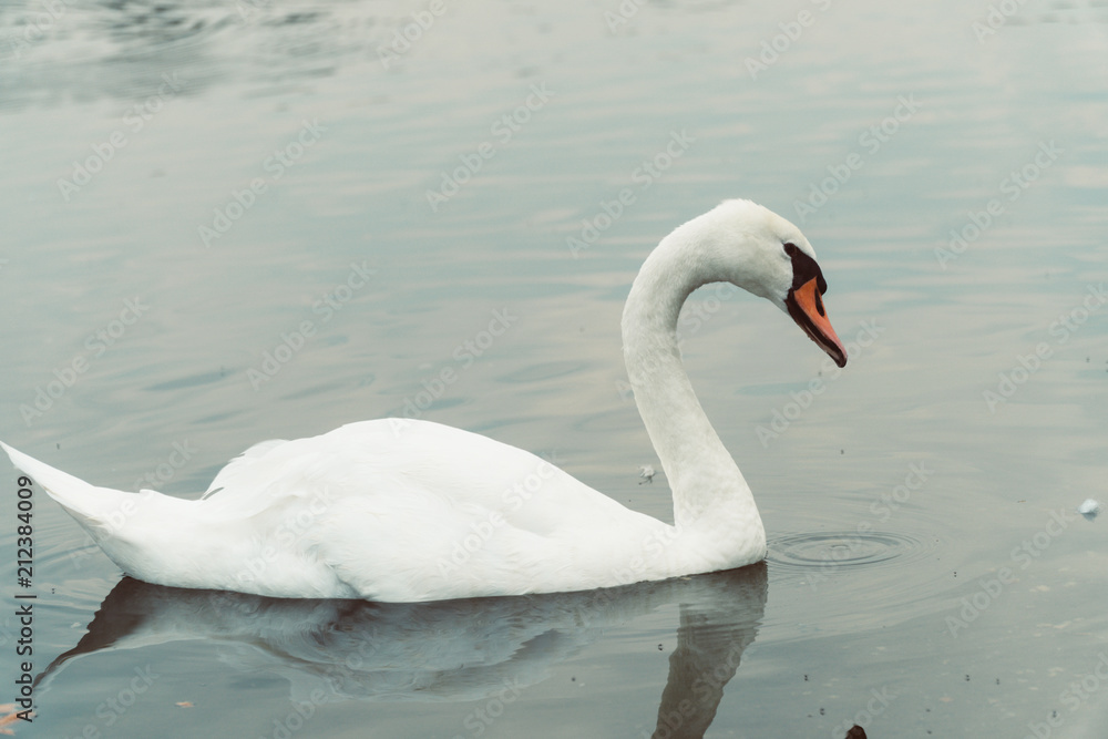 Swans in London Swans in London