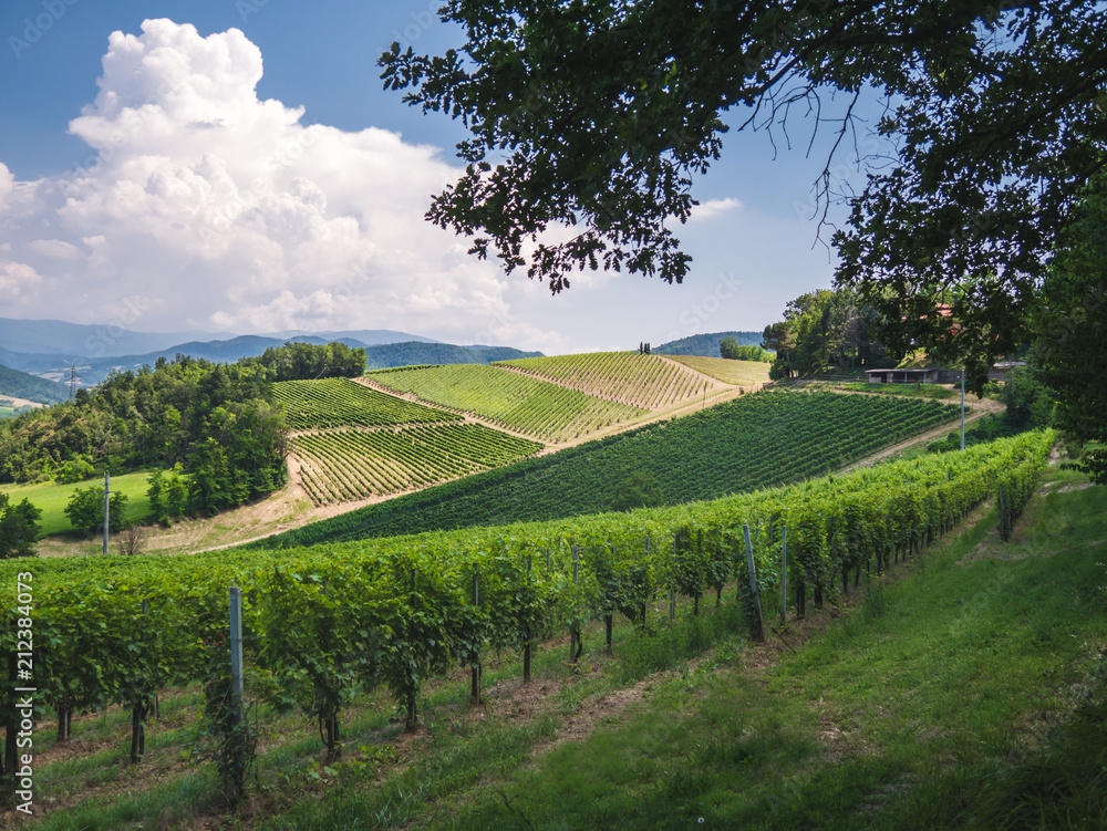 Naklejka premium Beautiful landscape of the hills of Oltrepo Pavese, in Italy.
