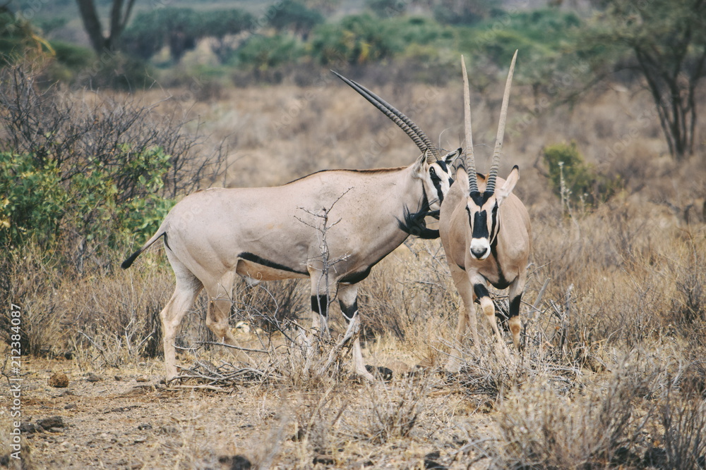 A herd of beisa oryx at Samburu National Reserve, Kenya A herd of beisa oryx at Samburu National Reserve, Kenya