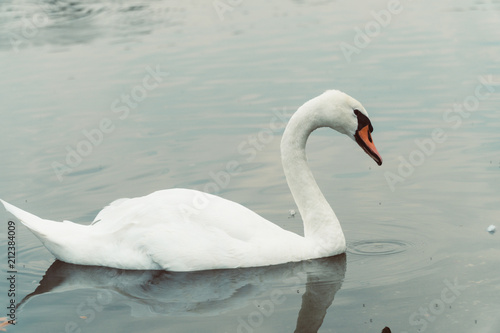 Swans in London
