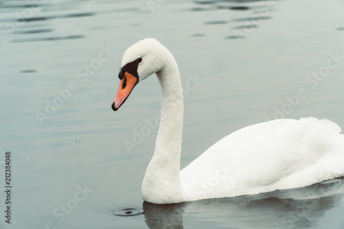 Swans in London