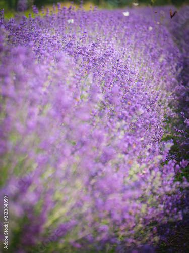 Fototapeta Naklejka Na Ścianę i Meble -  Blooming field of lavender