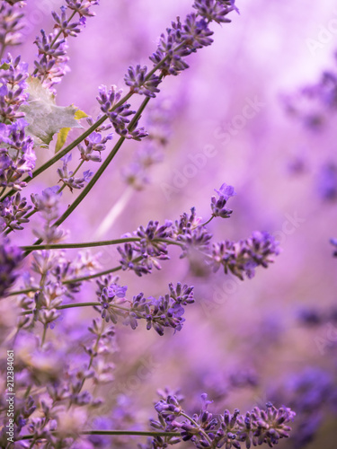 Fototapeta Naklejka Na Ścianę i Meble -  Blooming field of lavender