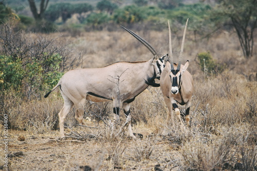 Foto A herd of beisa oryx at Samburu National Reserve, Kenya