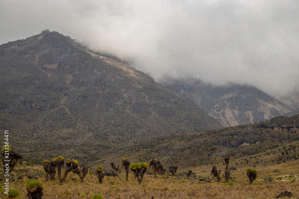 The foggy landscapes of Mount Kenya, Kenya