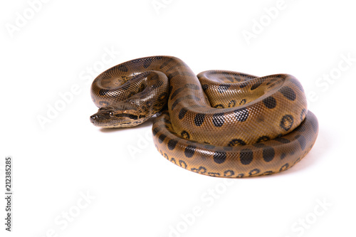 Green anaconda (Eunectes murinus) - 1