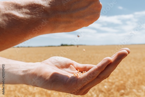 Hand close - up, pour from hand to hand wheat grains, harvest