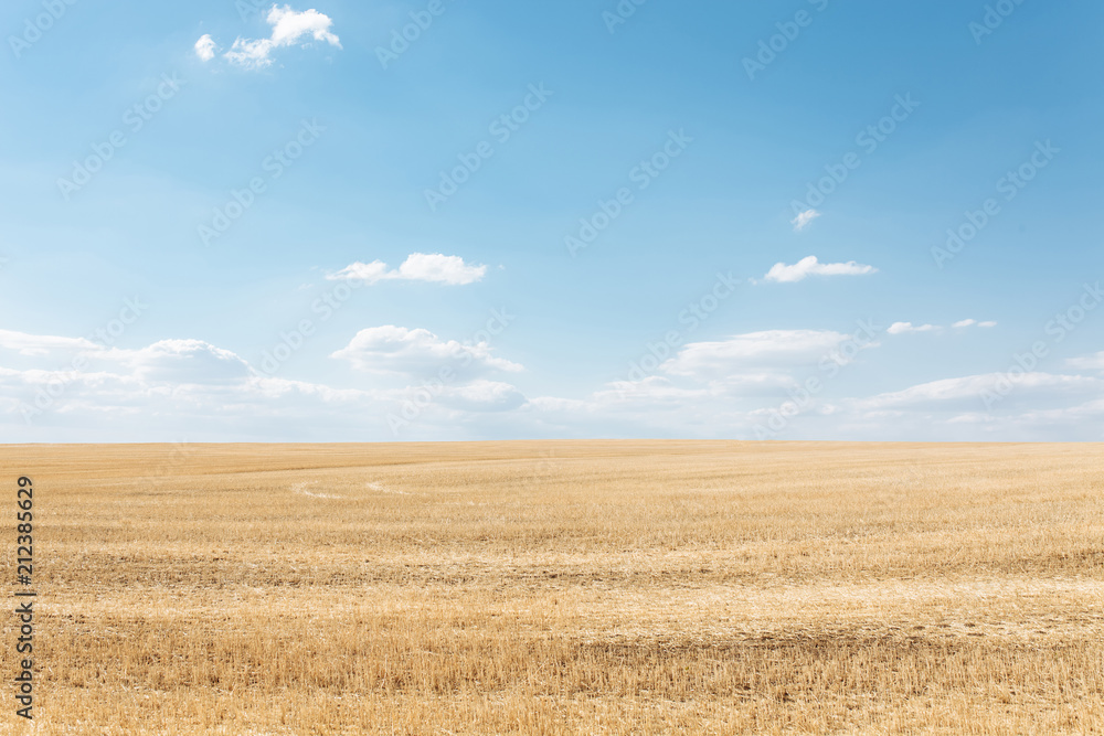 Wheat field, landscape view, Sunny day, many hectares of land with wheat