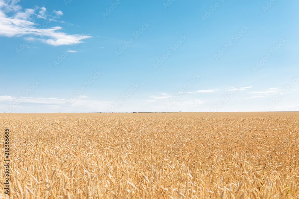 Naklejka premium Wheat field, landscape view, Sunny day, many hectares of land with wheat