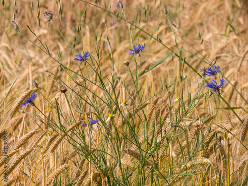 wheat field with cornflowers