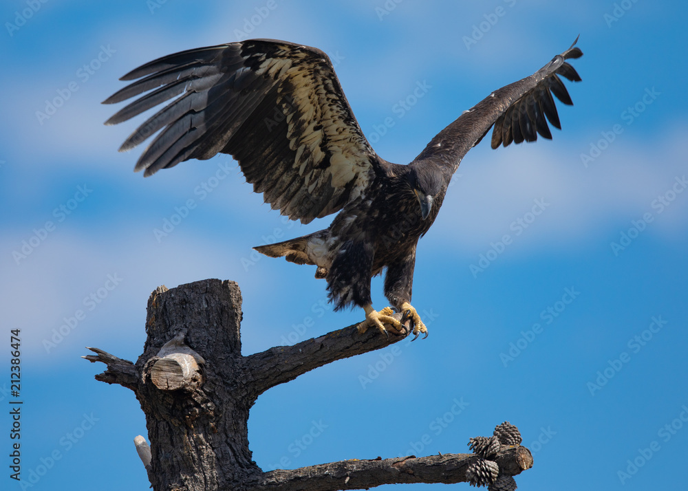 Obraz premium 3-months old bald eagle eaglet landing, seen in the wild in North California