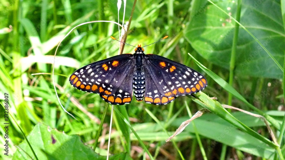 Fototapeta premium Baltimore Checkerspot Butterfly