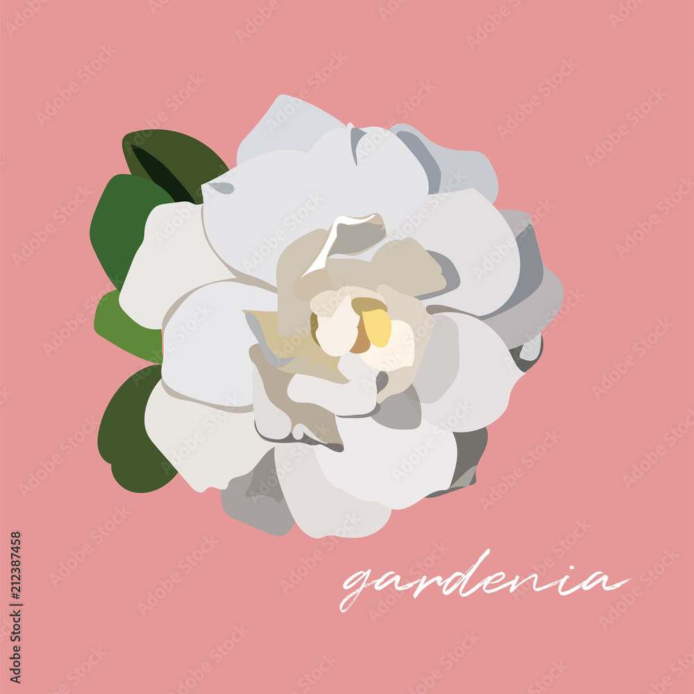 vector white gardenia flower illustration. vector de Stock | Adobe Stock