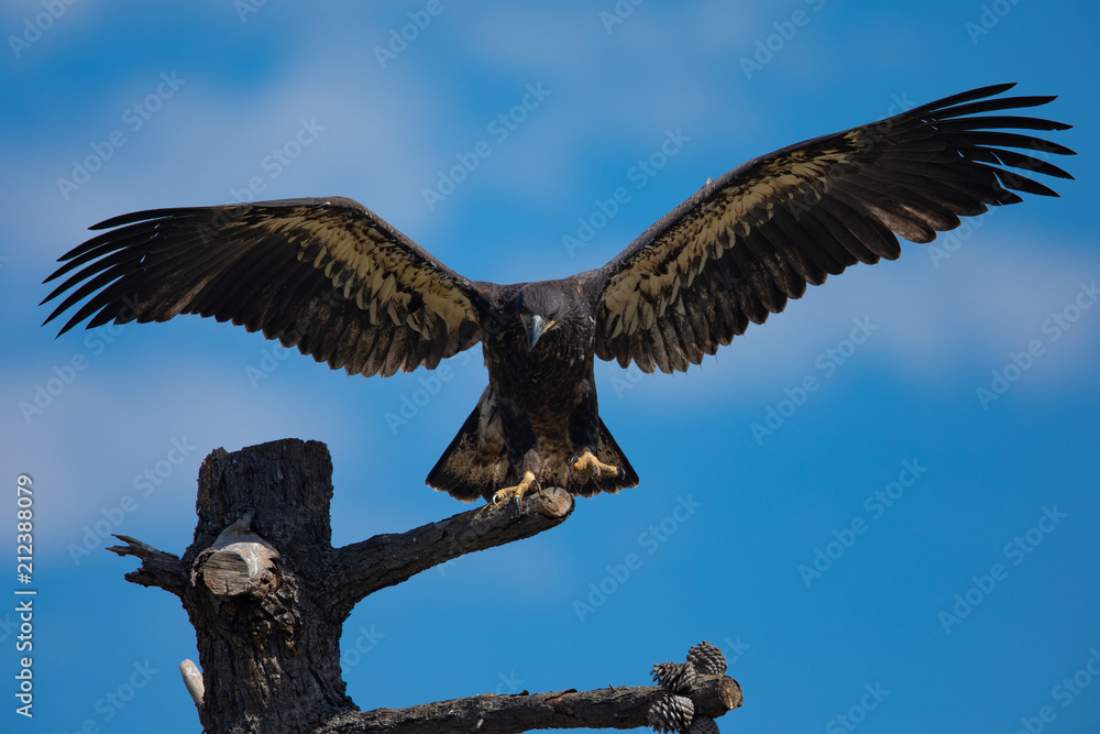 Obraz premium 3-months old bald eagle eaglet landing, seen in the wild in North California