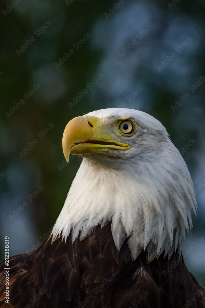 Bald Eagle Head Bald Eagle Head